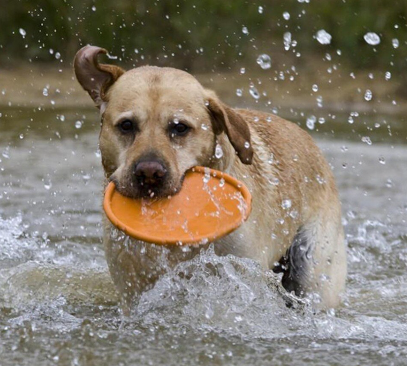 Brinquedo Frisbee para Cães Flex Laranja