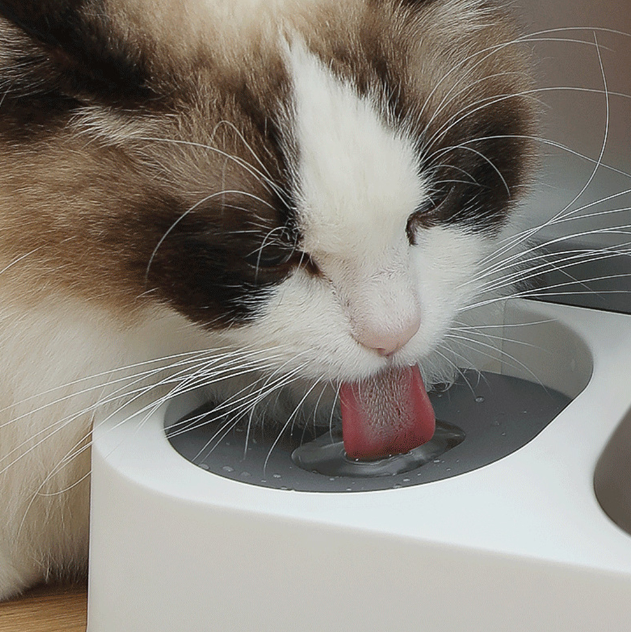 Dispenser Automático de Comida e Água para Pets BigBox Cinza