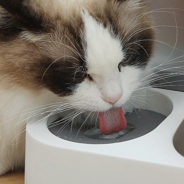 Dispenser Automático de Comida e Água para Pets BigBox Rosa